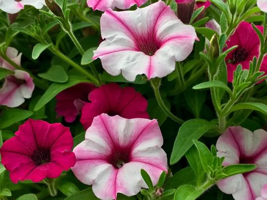 Happy plants