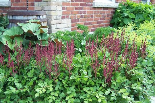 Astilbe Vision in Red