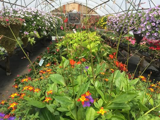 Australia greenhouse, packed full of colour! 
