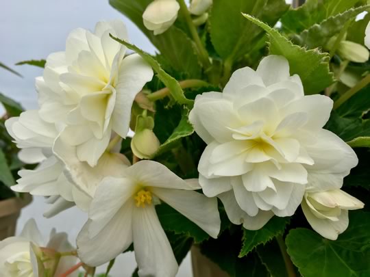 Illumination Begonia in White