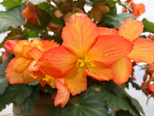 Illumination Begonia Golden Picotee