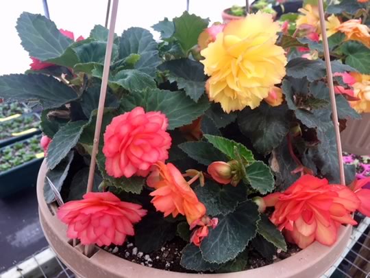 Illumination Begonia