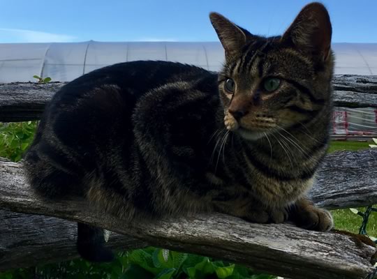 Bryan the cat