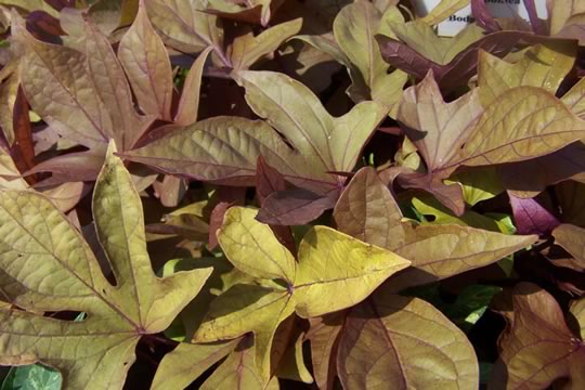 Bronze is a gorgeous coppery colour
