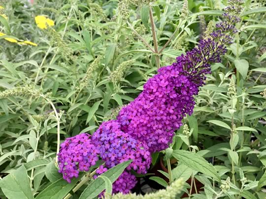 Butterfly Bush
