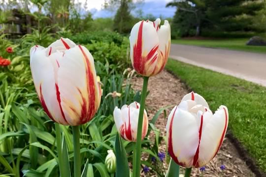 Canada 150 Tulips