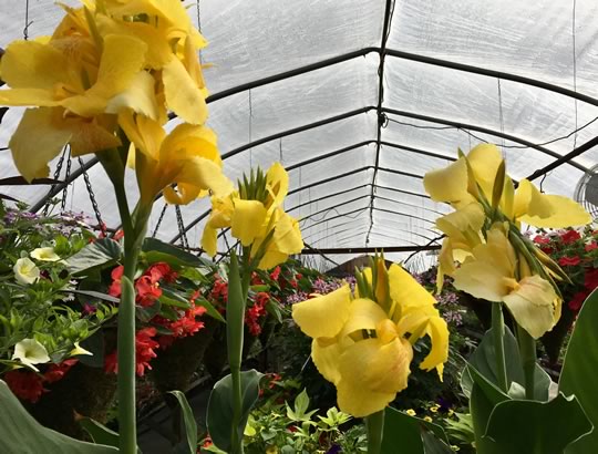 Toucan Cannas