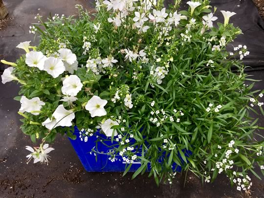 Creemore Planters