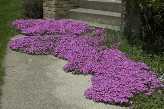 Creeping Phlox Red Wing