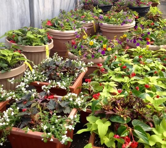 Custom Container Planting Service