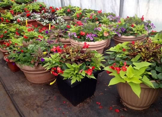 Custom Container Planting Service