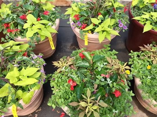 Custom Container Planting Service