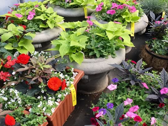 Custom Container Planting Service