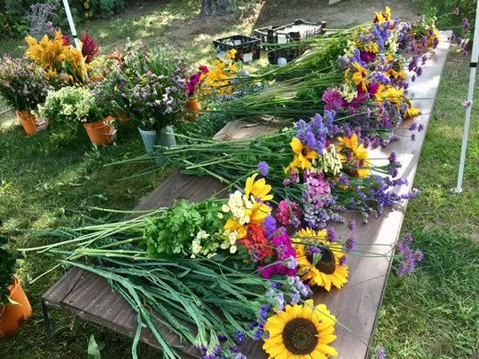 Grow a Cutting Garden 