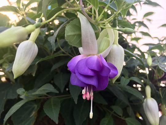 Fuchsia Delta’s Sarah
