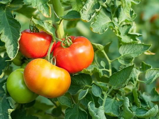 Tomatoes