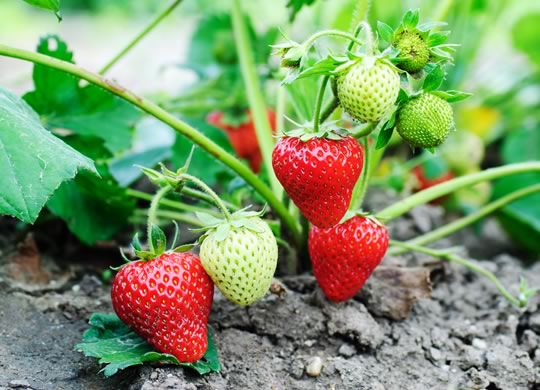 Strawberry Plants