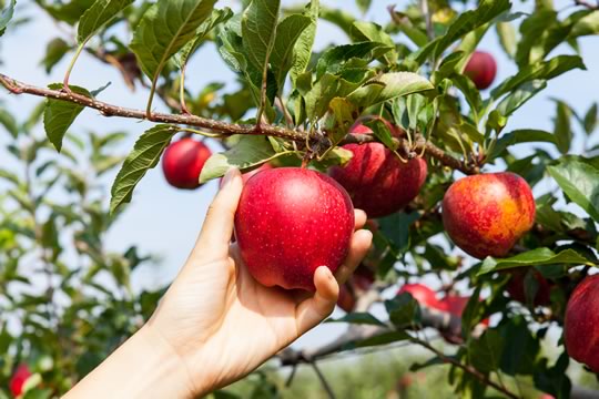 Grow Your Own Fruit