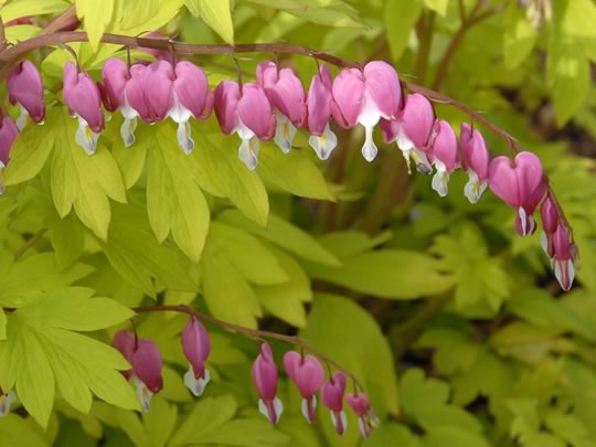 Dicentra Gold Heart
