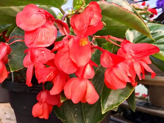 Dragon Wing Begonia