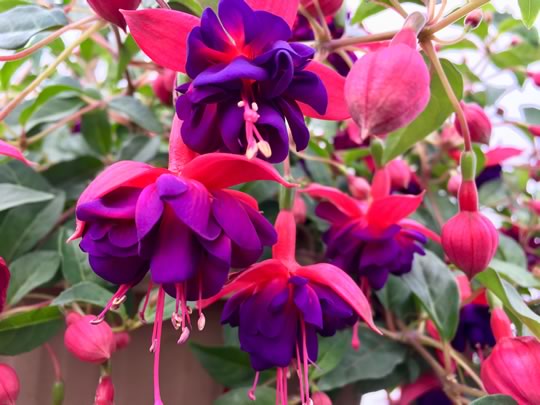 Fuchsia Dollar Princess