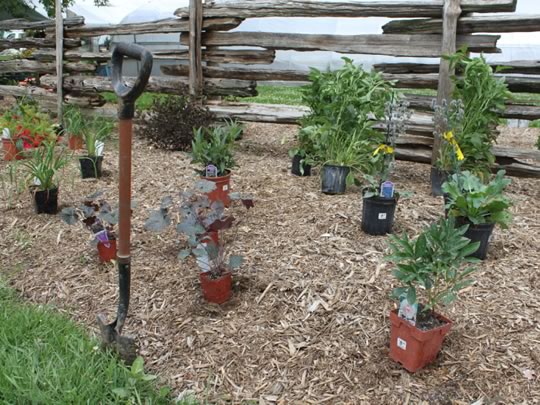 Garden Projects