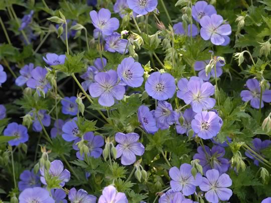 Geranium Rozanne