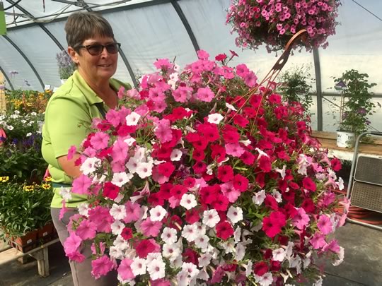 Giant Petunia 