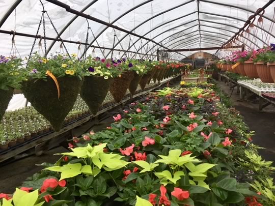 Plants are starting to fill out and flower!