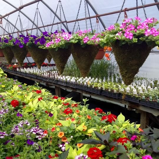 Greenhouses