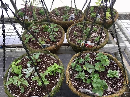 Hanging Basket Challenge