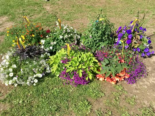 Hanging Basket Challenge