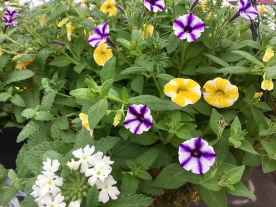 Mixed hanging baskets - love this combo!