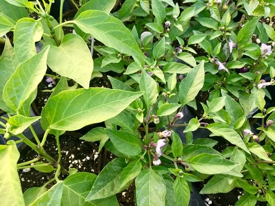 Hot Pepper Plants 