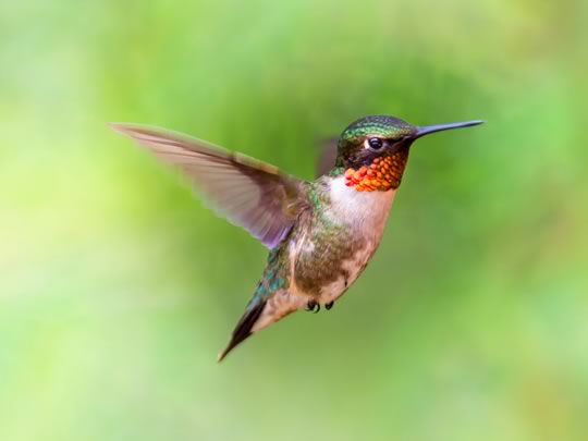 Hummingbirds are intensely curious 