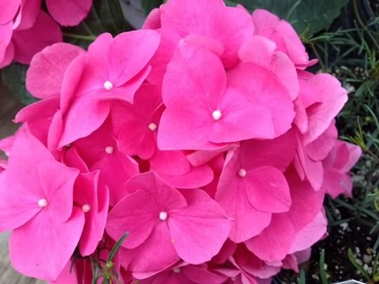 Hydrangeas Demystified