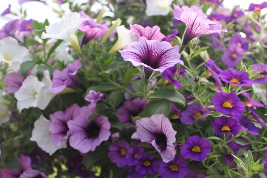 Feed your annuals
