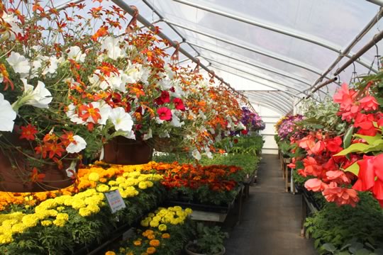 Annual Greenhouse