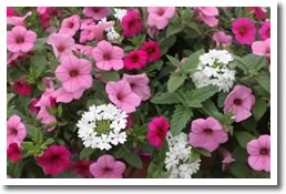 annuals