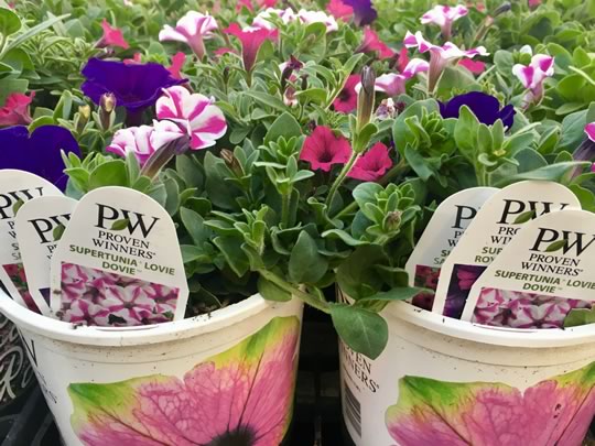 Instant Garden Pot
