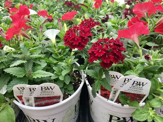Instant Garden Pots