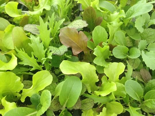 Grow your own lettuce 