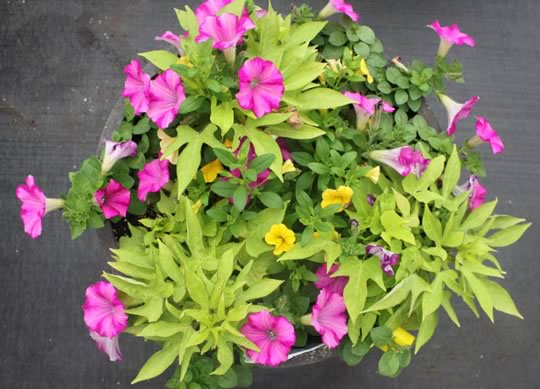 Light Green with Pink Petunias