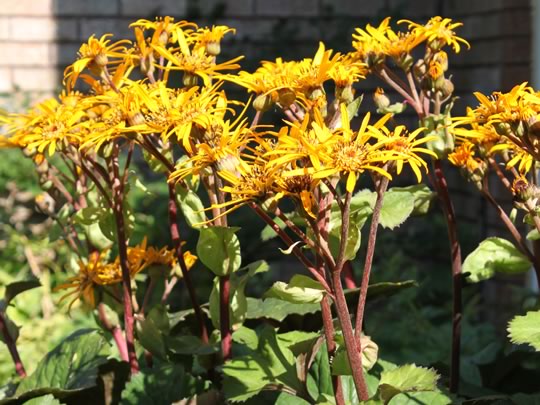 Ligularia Desdemona