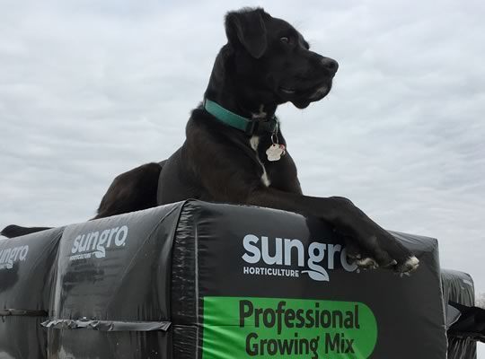 Mac our 5 year old black Lab - Boxer rescue dog