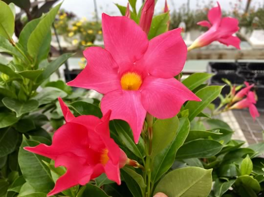 Mandevilla Dundee Pink