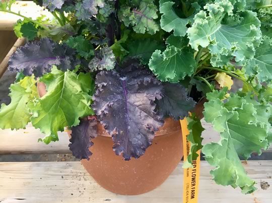 Mixed Kale Planters