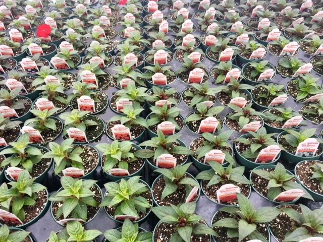 New Guinea Impatiens Sunpatiens