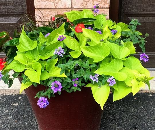 Custom Container Planting Service