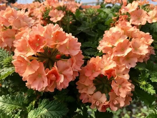 Verbena Superbena Royale Peachy Keen